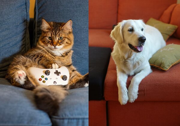 canapele pentru cei cu animale de companie