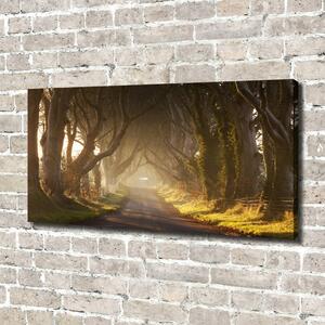 Print pe canvas Ceață în pădure
