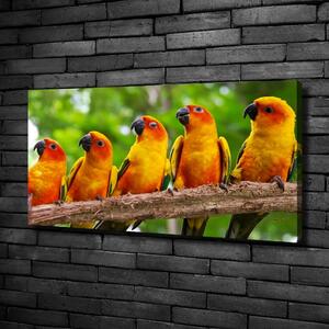 Tablou canvas Papagalii pe o ramură