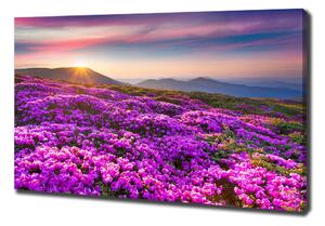 Tablou pe pânză canvas Flori în munți