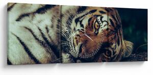 Tablou - Tigrul Siberian (cu ceas) (90x30 cm)