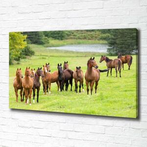 Tablou canvas Herghelie de cai în lunca