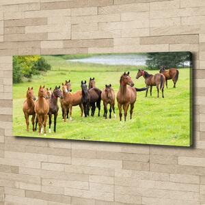Tablou canvas Herghelie de cai în lunca