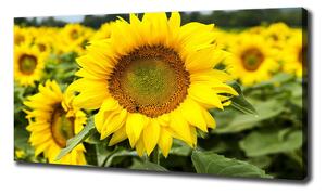 Tablou pe pânză câmp de floarea-soarelui