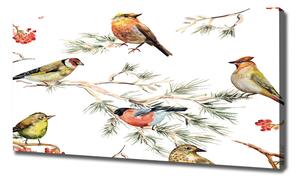 Tablou pe pânză canvas plante Forest păsări