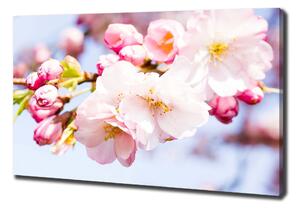 Tablou pe pânză canvas flori de cireș