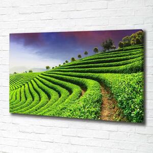 Print pe canvas plantație de ceai