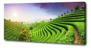 Print pe canvas plantație de ceai