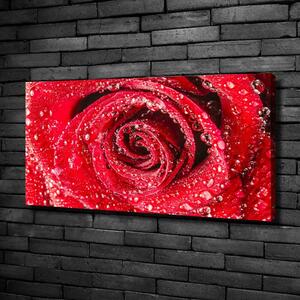 Imprimare tablou canvas Picături de apă pe un trandafir