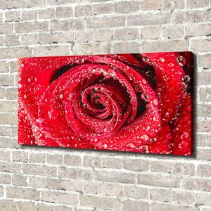 Imprimare tablou canvas Picături de apă pe un trandafir