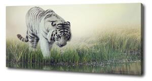 Tablouri tipărite pe pânză tigru alb