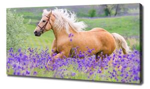 Pictură pe pânză Un cal într-un câmp de lavandă