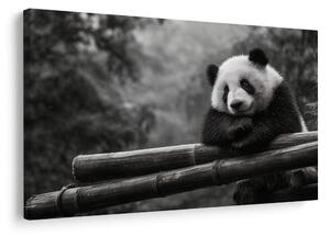 Tablou panda odihnindu-se pe bambus