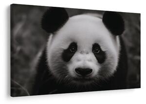 Tablou panda drăgălașă în natură