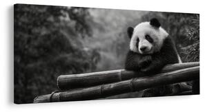 Tablou panda liniștită în natură