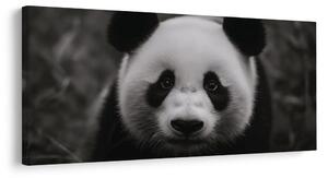 Tablou panda alb-negru zâmbitoare