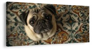 Tablou privire canină asupra ornamentelor