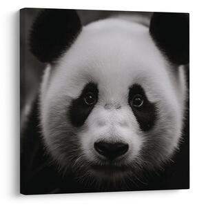 Tablou panda pe fundal negru