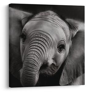 Tablou portret alb-negru al unui elefant
