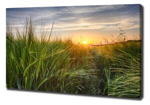 Tablou pe pânză canvas Câmp de grâu