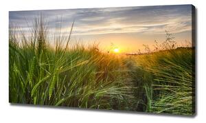 Tablou pe pânză canvas Câmp de grâu