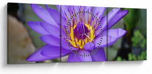 Tablou - Floare violet (cu ceas) (90x30 cm)