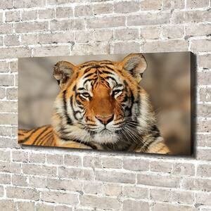 Print pe canvas tigru bengalez