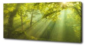 Tablou pe pânză canvas Pădurea în soare