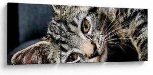 Tablou - Pisoi (cu ceas) (90x30 cm)