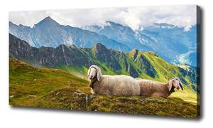 Tablou pe pânză Oile în Alpi