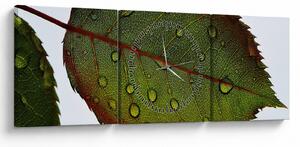 Tablou - Frunze de trandafir (cu ceas) (90x30 cm)