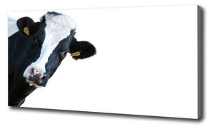 Tablou pe pânză canvas Vacă