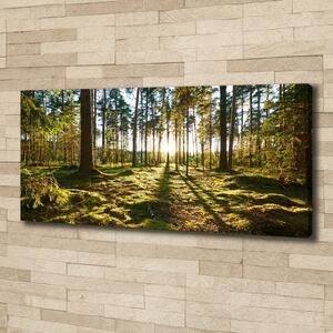 Tablou canvas o pădure de pini