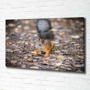 Imprimare tablou canvas veveriţă
