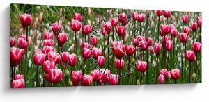 Tablou - Lalele (cu ceas) (90x30 cm)