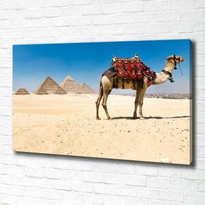 Tablou pe pânză Camel la Cairo