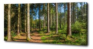 Tablouri tipărite pe pânză Panorama de pădure