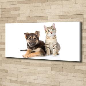 Tablou pe pânză canvas Câine și pisică