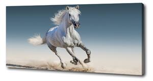 Tablou pe pânză canvas cal alb în galop