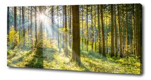 Print pe canvas Pădurea în soare