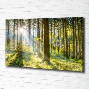 Print pe canvas Pădurea în soare