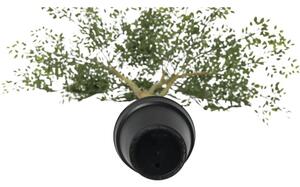 Plantă artificială Lafiora Jacaranda H 115 cm verde
