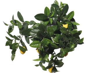 Copac artificial lămâi Lafiora în ghiveci H 180 cm verde