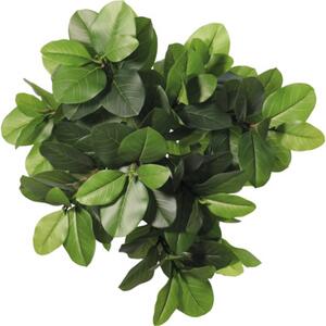 Copac artificial ficus Lafiora în ghiveci H 204 cm verde