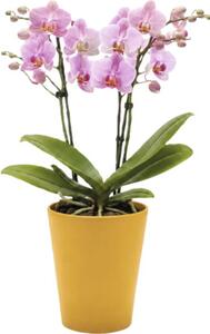 Ghiveci flori Lafiora Alma ceramică Ø 13,5 cm H 16 cm galben