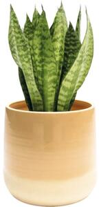 Mască ghiveci Lafiora Equivocal ceramică Ø 18 cm H 17 cm portocaliu