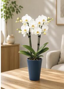 Ghiveci flori Lafiora Alma ceramică Ø 13,5 cm H 16 cm albastru