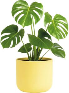 Mască ghiveci Alma Lafiora ceramică Ø 27 cm H 26 cm galben lămâie