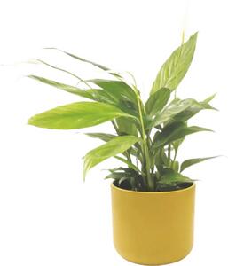 Ghiveci flori Lafiora Alma ceramică Ø 13,5 cm H 12,6 cm galben