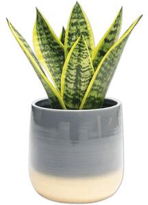 Mască ghiveci Lafiora Equivocal ceramică Ø 18 cm H 17 cm gri